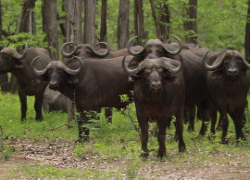 Ziua 8 ( 02.12.2024): Parcul Național Gorongosa - Vilankulo