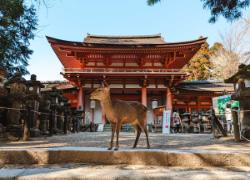 Ziua 9 (17.11.2024): Kyoto – Fushimi Inari – Nara – Osaka (tur ghidat)