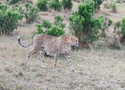 Ziua 4 (03.08.2025) - Rezervația Națională Masai Mara