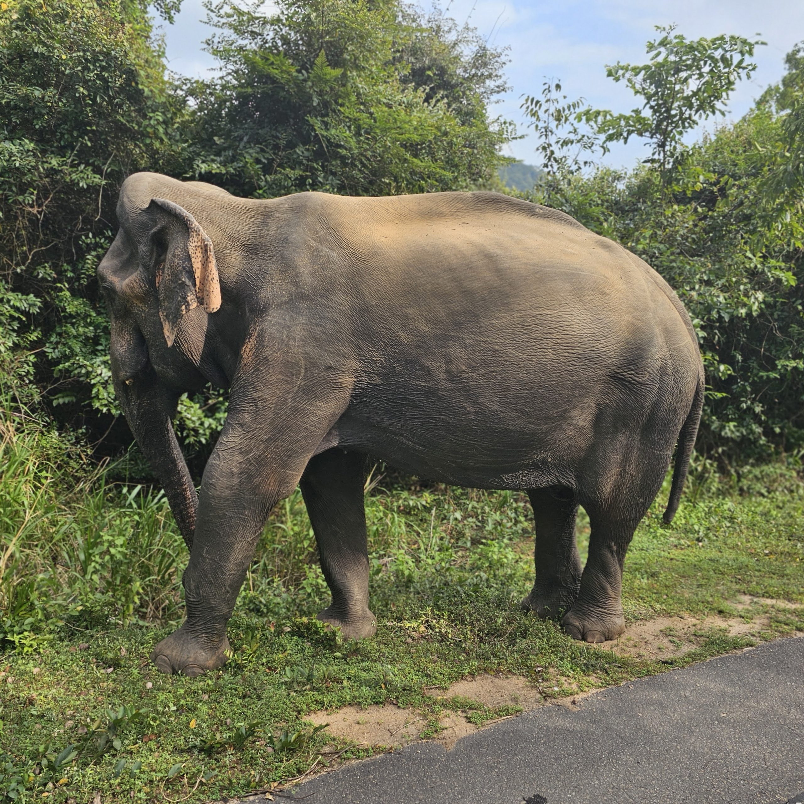 Revelion Sri Lanka