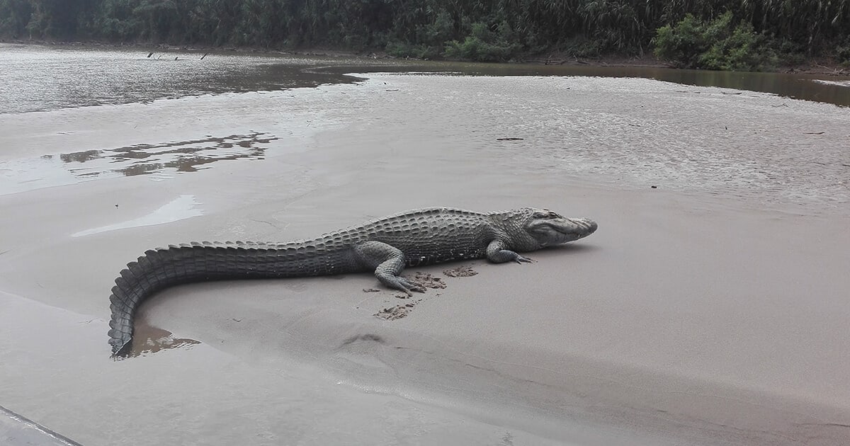 Caiman în Amazonul peruvian